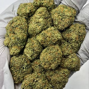 Close-up of dense Gelato THCa Flower buds showcasing trichome coverage.