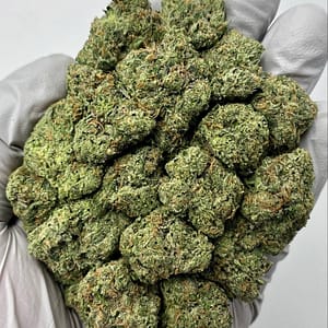 Close-up of premium White Widow THCa Flower wholesale buds