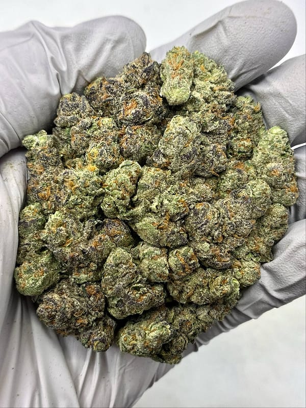 Bulk Hella Jelly THCa flower buds with dense neon‑green nuggets, orange hairs, and frosty trichomes in wholesale packaging.