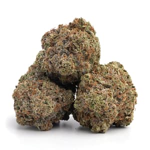 Afghan Kush dried cannabis buds ready for wholesale and retail purchase