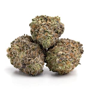 Bright-green-Amnesia-Haze-cannabis-buds-with-golden-hairs-and-crystalized-trichomes