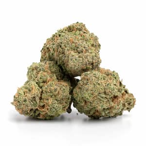 Island Sweet Skunk cannabis buds with bright orange hairs and tropical green hues