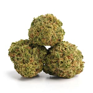 Sugar Bomb cannabis flower coated in sugar-like trichomes