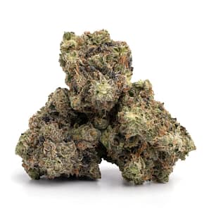 MK Ultra cannabis flower with dense trichomes and forest green leaves