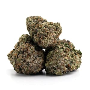 Purple Trainwreck cannabis buds showing purple hues and frosted trichomes