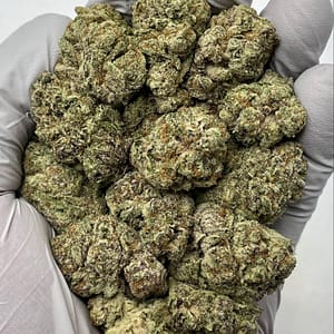 Pineapple Express THCa Flower