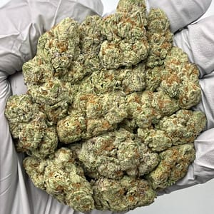 Purple Gusher THCa Flower