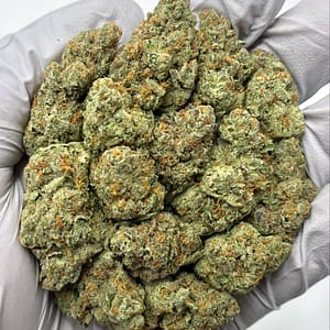 Cheetah Piss THCa Flower