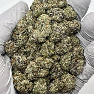 Gelato 33 THCa Flower