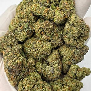 Gelato 41 THCa Flower