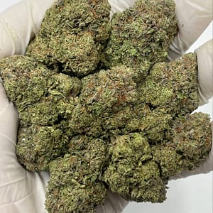 Close-up of Ice Cream King THCa Flower buds showcasing dense trichomes