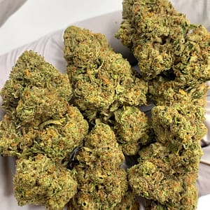 GMO THCa Flower Wholesale - Premium Bulk Cannabis