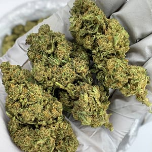 Buy Pure Michigan THCa Flower Wholesale - Premium Bulk Cannabis