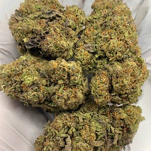 Mochi THCa Flower – Exotic Cannabis Strain for Wholesale Buyers