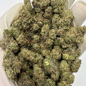 Bulk Nilla Waferez THCa flower with dense trichomes and creamy vanilla aroma