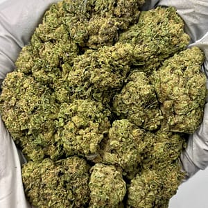 Shake Shack THCa Flower colorful buds with creamy-white trichomes