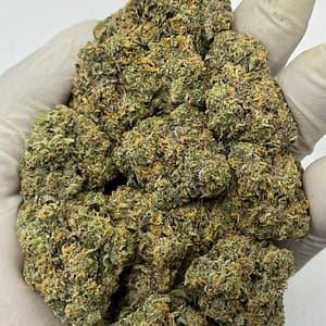 Close-up of Lemon Cherry Sherbet THCa Flower buds showcasing vibrant colors and trichomes