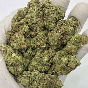 Close-up of dense Hashburger THCa Flower buds showcasing trichomes