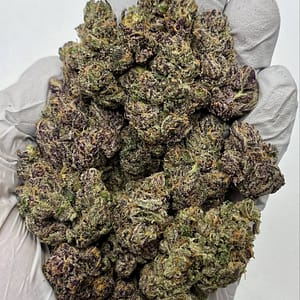 Rainbow Zangria THCa Flower buds with vibrant purples and frosty trichomes