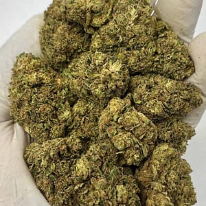 Close-up of Acapulco Haze THCa Flower buds showcasing vibrant trichomes