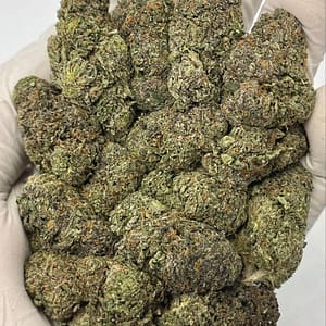 Strawberry Cough THCa Flower buds close-up showing trichome-rich detail