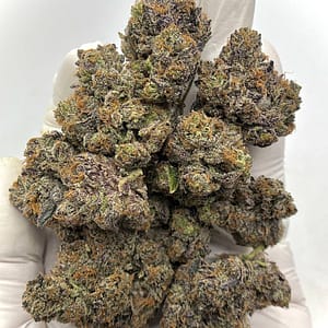 Shop Black Carbon THCa Flower Wholesale - Premium Bulk Cannabis
