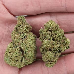 Buy Banana Punch THCa Flower Wholesale - Premium Bulk Cannabis
