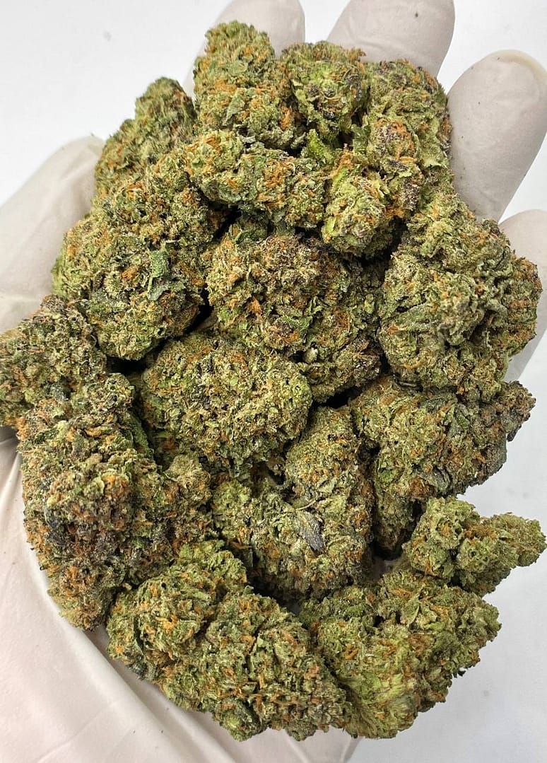 Gelato 41 THCa Flower 1 Gelato 41 THCa Flower