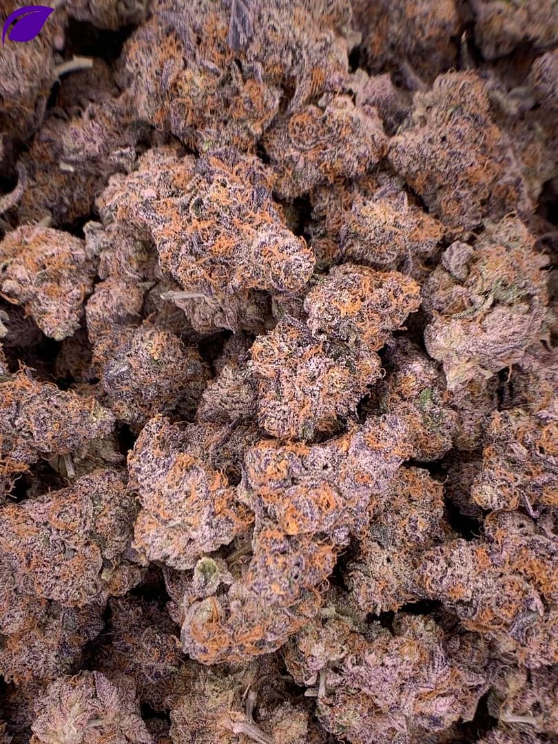 Sundae Driver THCa Flower 1 Sundae Driver THCa Flower