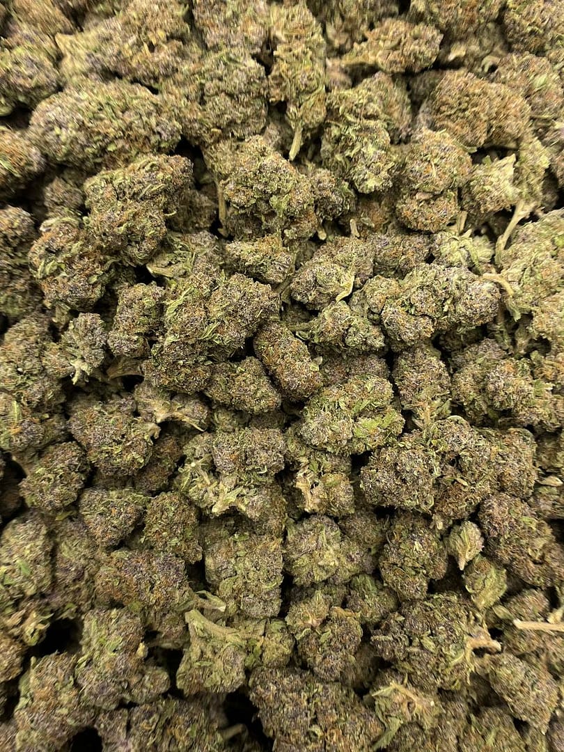 Trop Cherry THCa Flower 2 Premium bulk Trop Cherry THCa flower with dense trichomes and purple-green coloration in odor-proof packaging.