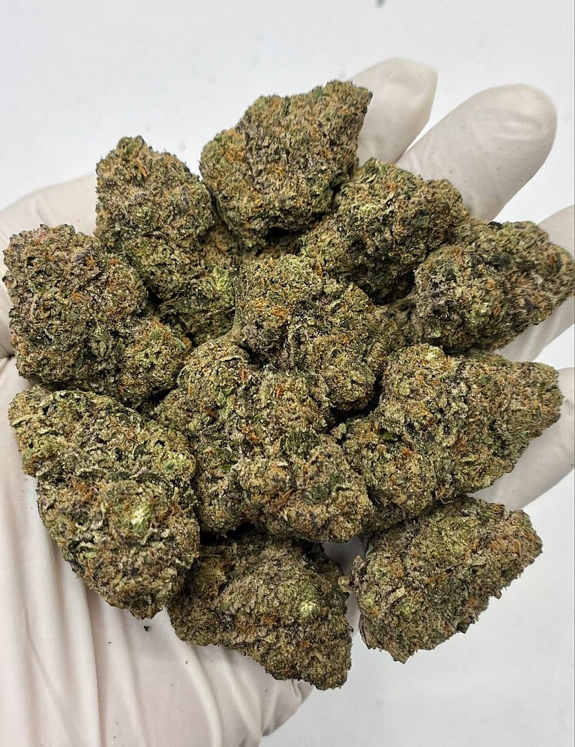 Girl Scout Cookies THCa Flower 1 Girl Scout Cookies THCa Flower